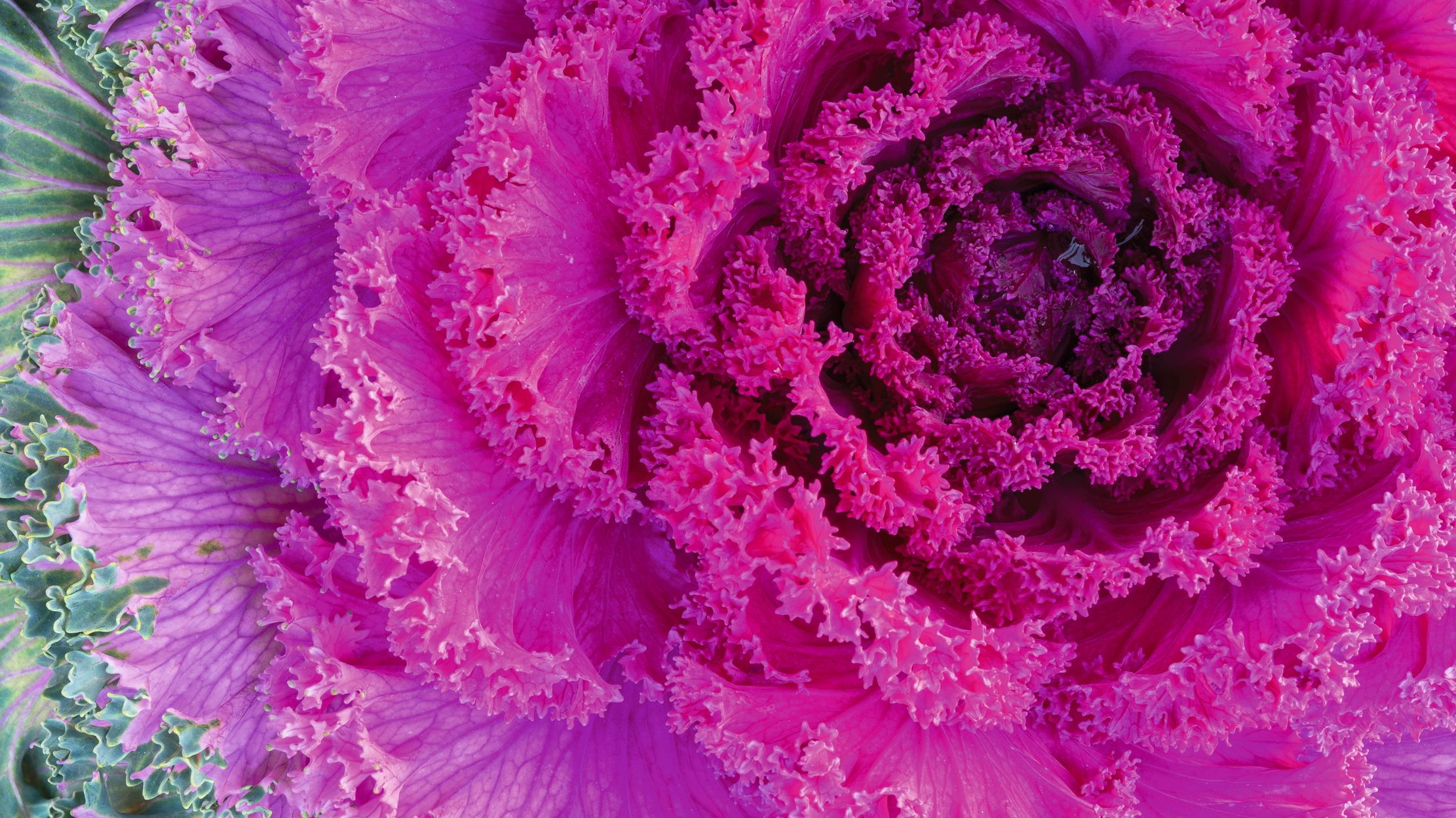 Fractals are everywhere, even within the human body: our nervous system,  blood vessels and the structure of our brain and lungs' | Country Life