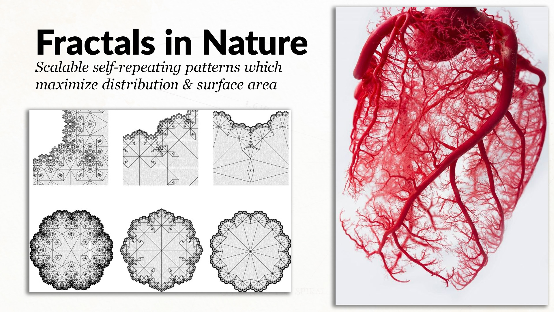 10 Patterns in Nature That Solve Design Problems