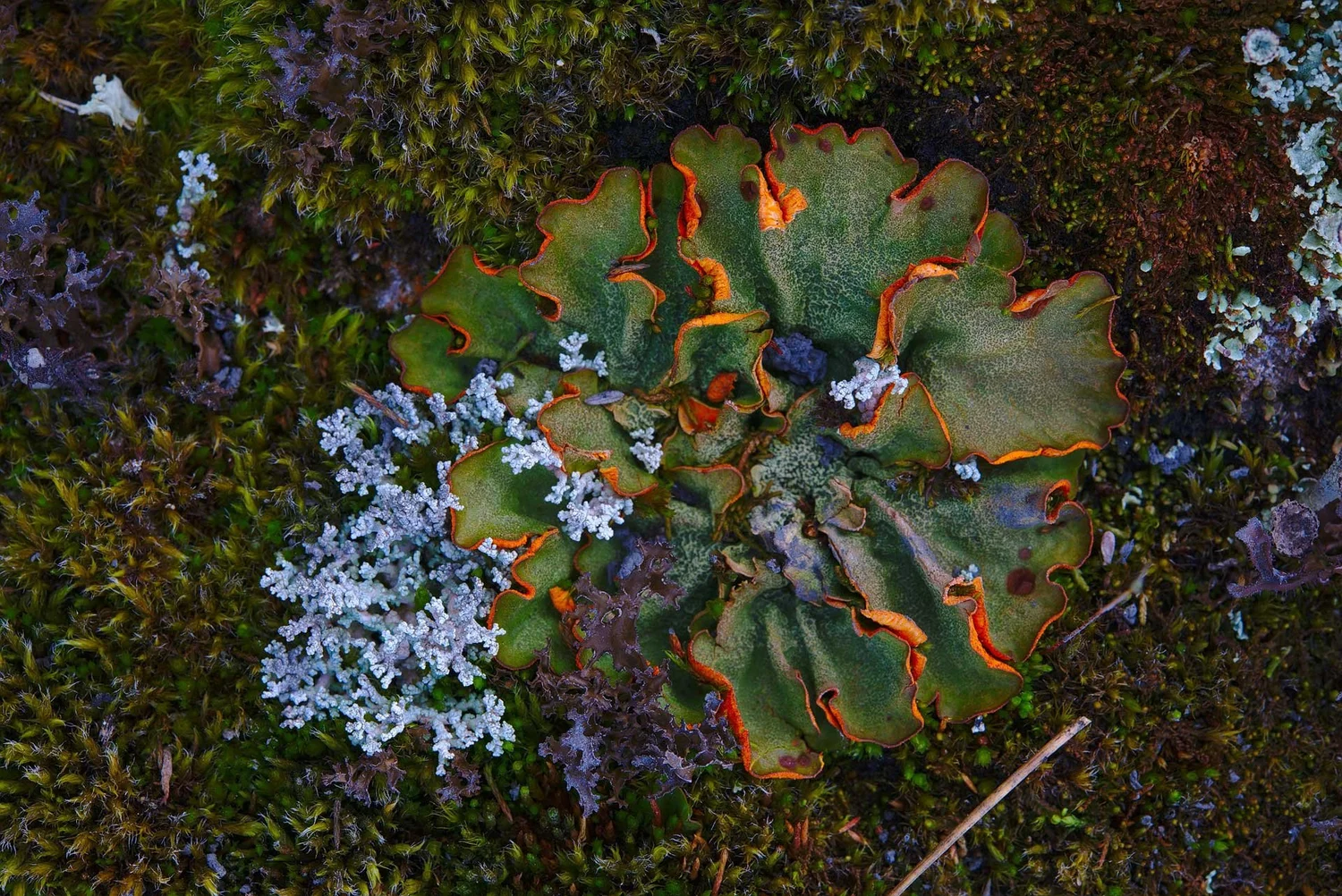 The Difference Between Lichens and Mosses — Forest Healing